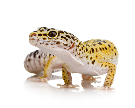Leopard Gecko
